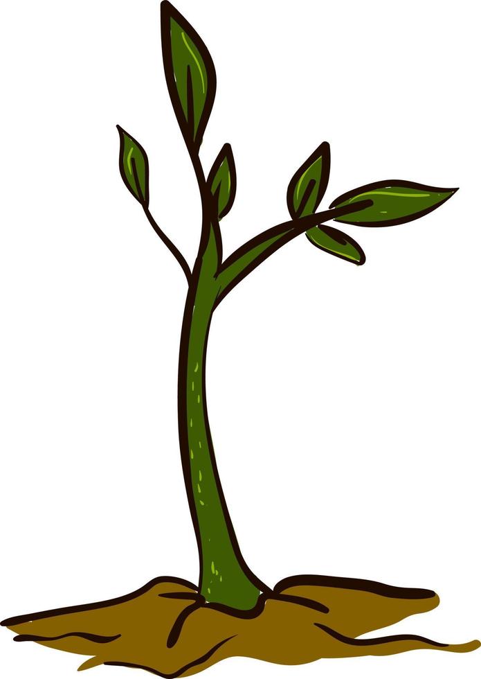 Planta larga verde en la tierra, ilustración, vector sobre fondo blanco.
