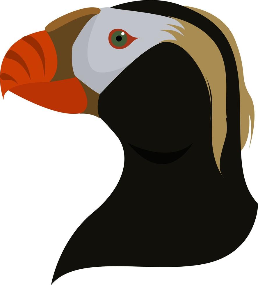 Tufted puffin, illustration, vector on white background