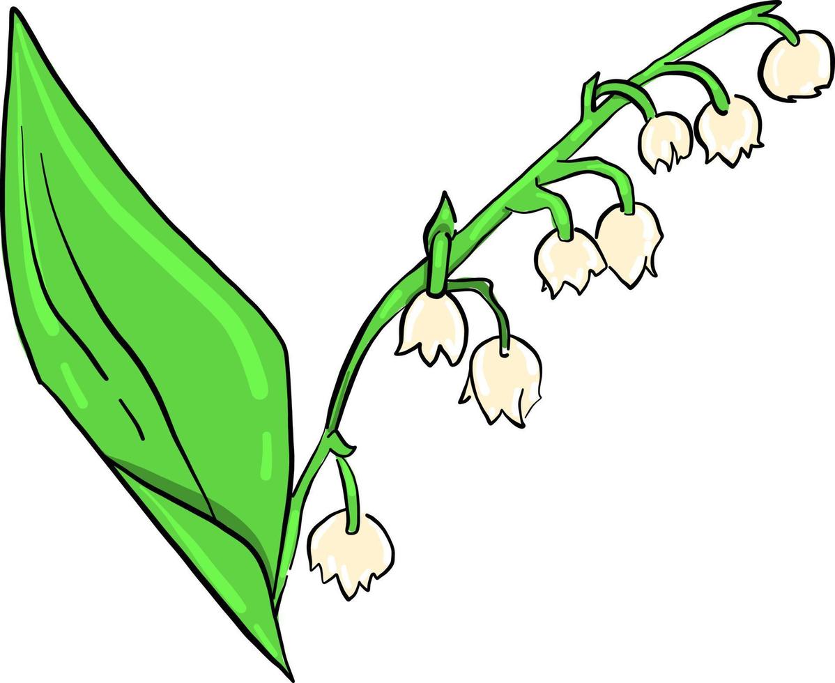 Lily of the valley , illustration, vector on white background