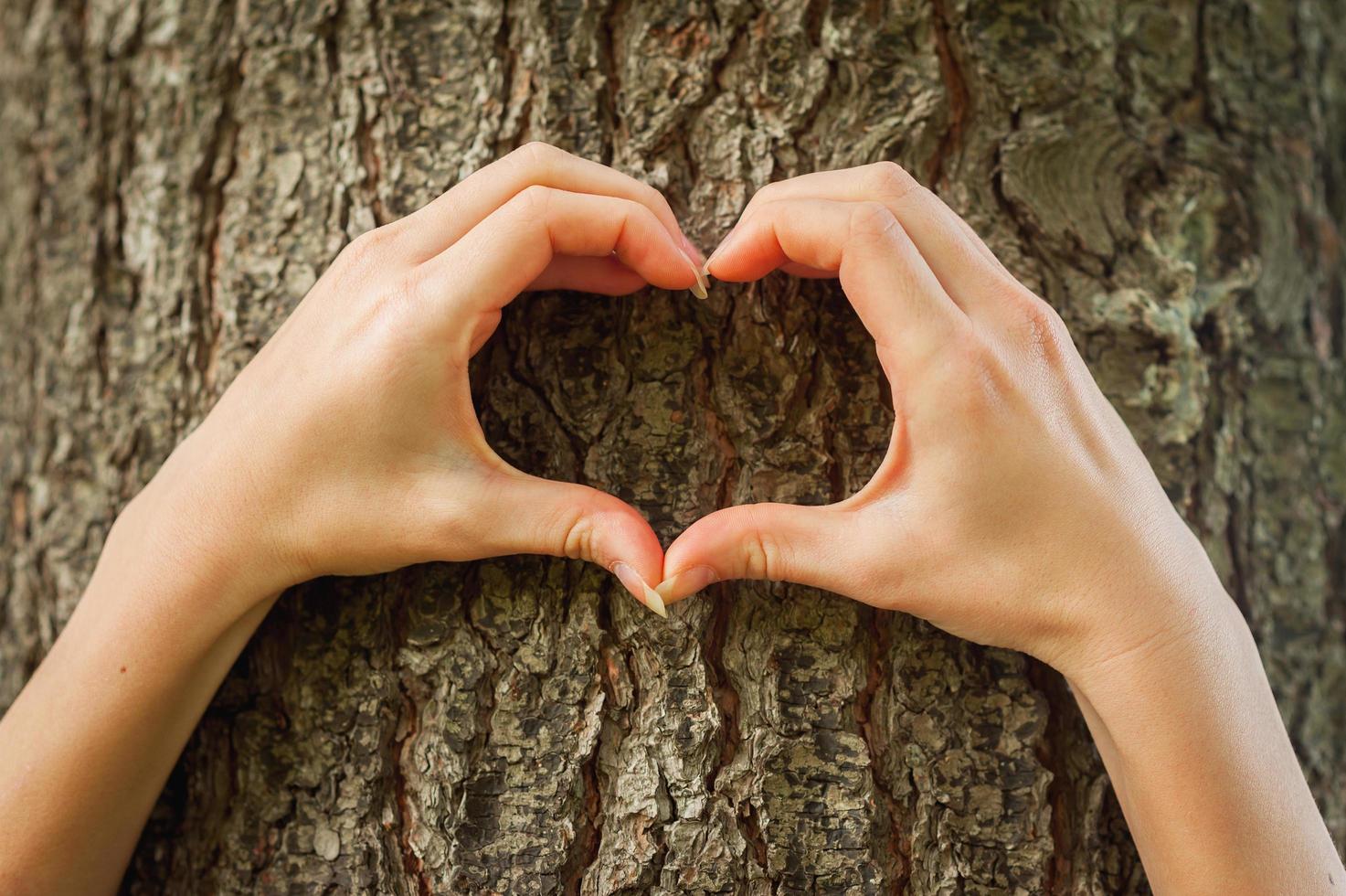 Loving the nature. Close-up of hands gesturing heartshape on the tree photo