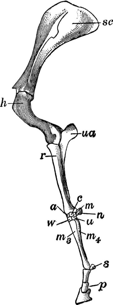 Fore Limb, vintage illustration. vector