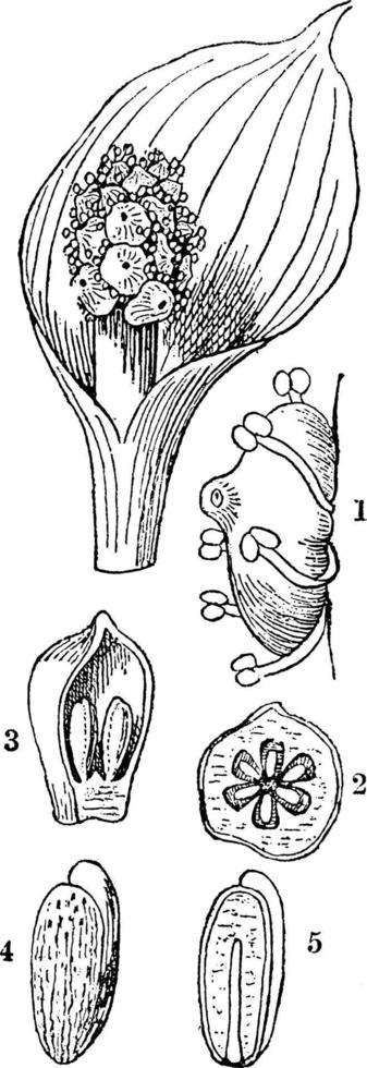 ilustración vintage de marsh calla. vector