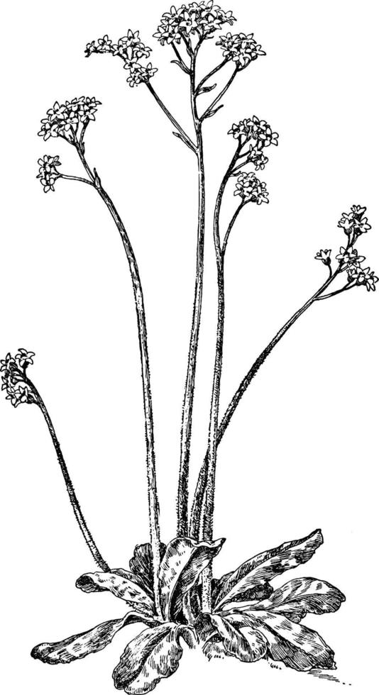 Early Saxifrage vintage illustration. vector