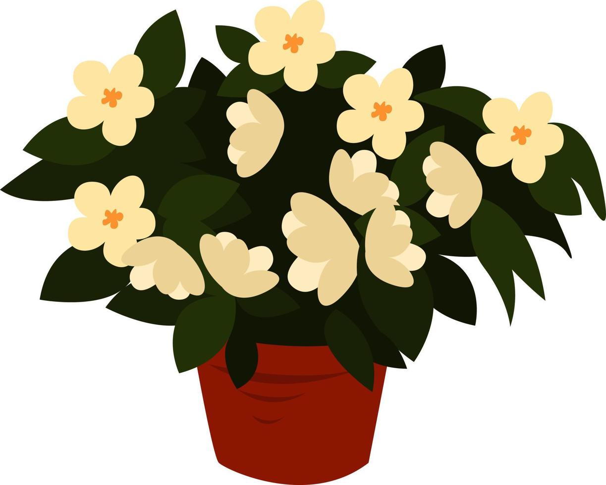 White jasmine, illustration, vector on white background.