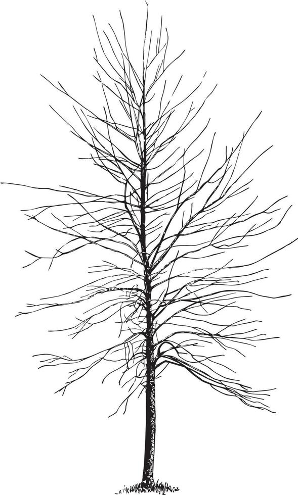 Silver Maple Not Pruned Since Setting Out, vintage illustration. vector