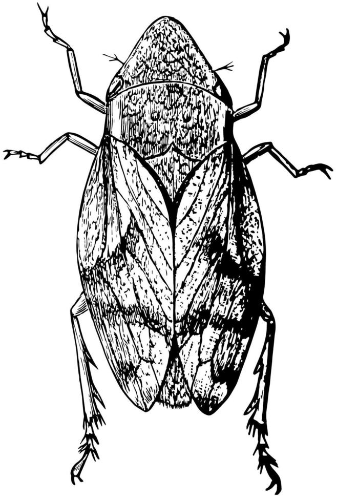 vista dorsal de froghopper, ilustración vintage. vector