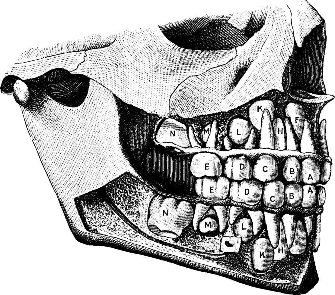 Temporary and permanent teeth, vintage illustration. vector