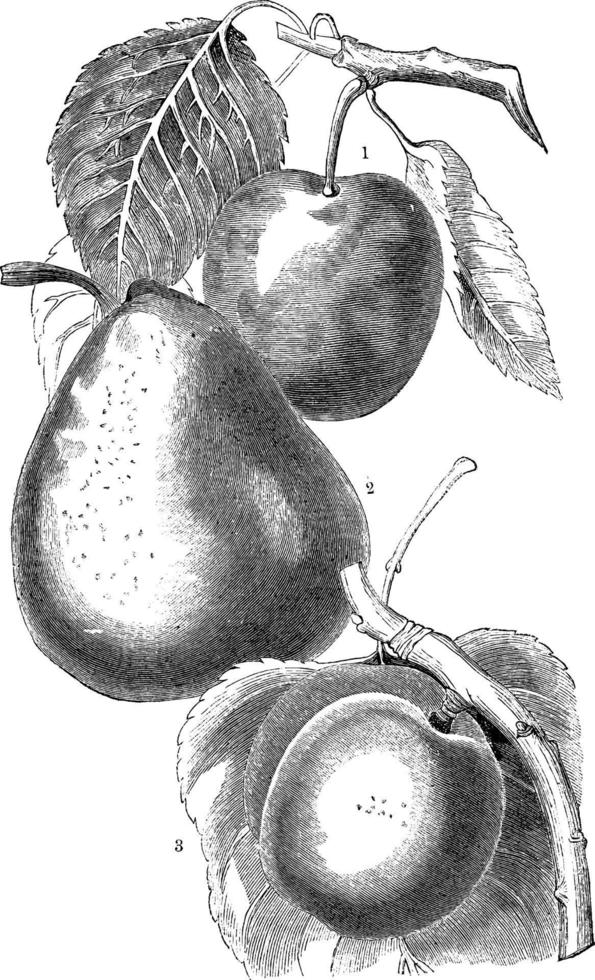 Variety of pears vintage illustration. vector