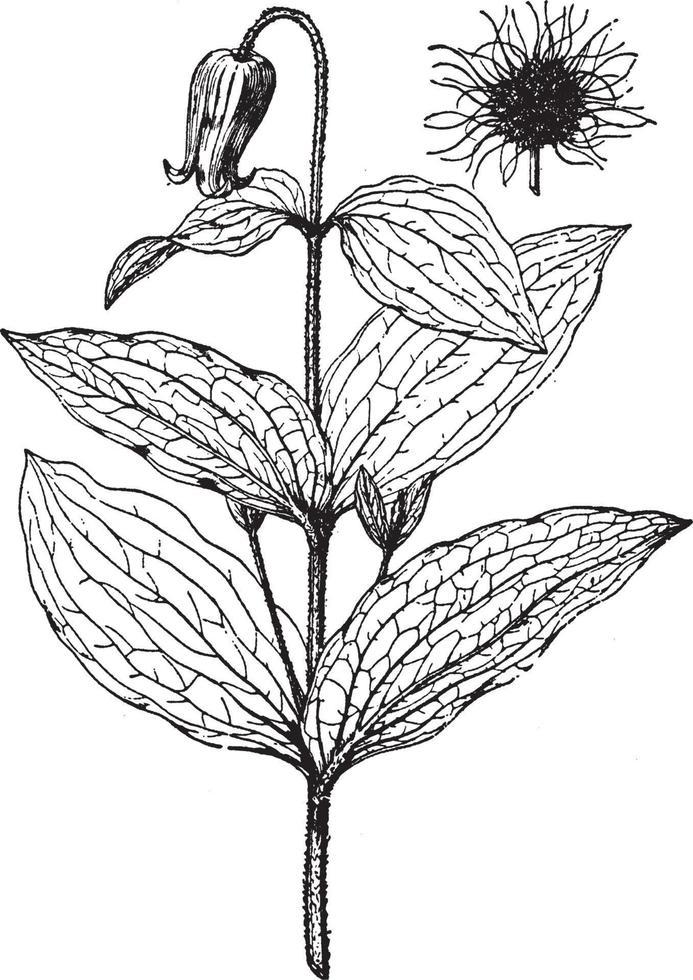 Clematis Fremontii vintage illustration. vector