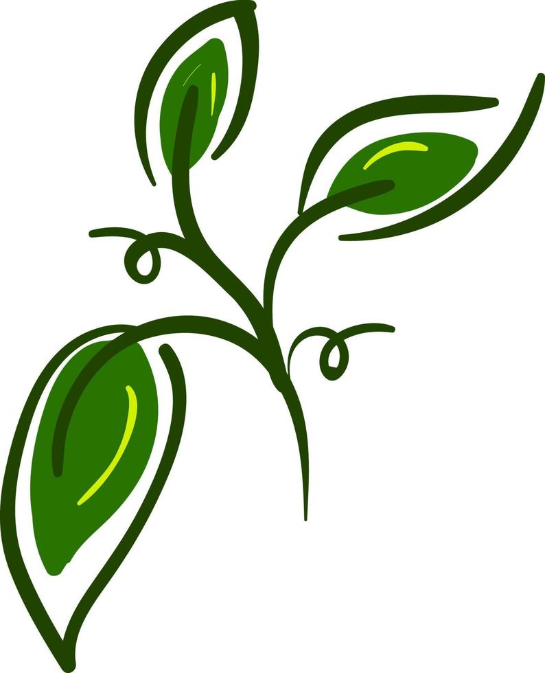 A dark green leaves, vector or color illustration.