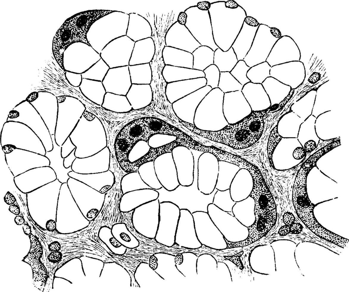 sección de una glándula mucosa, ilustración vintage. vector