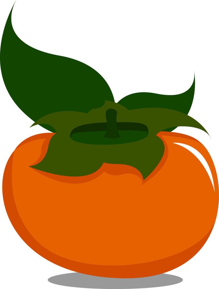 Persimmon, illustration, vector on white background.