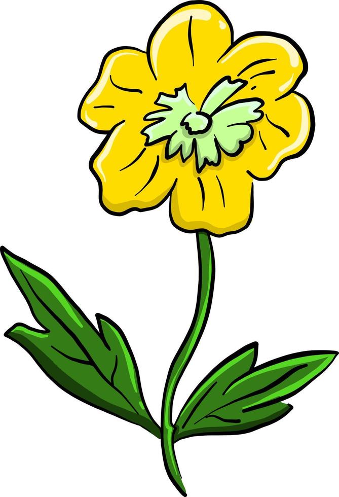 Yellow buttercup , illustration, vector on white background