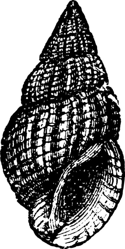 nassa reticulata, ilustración vintage. vector