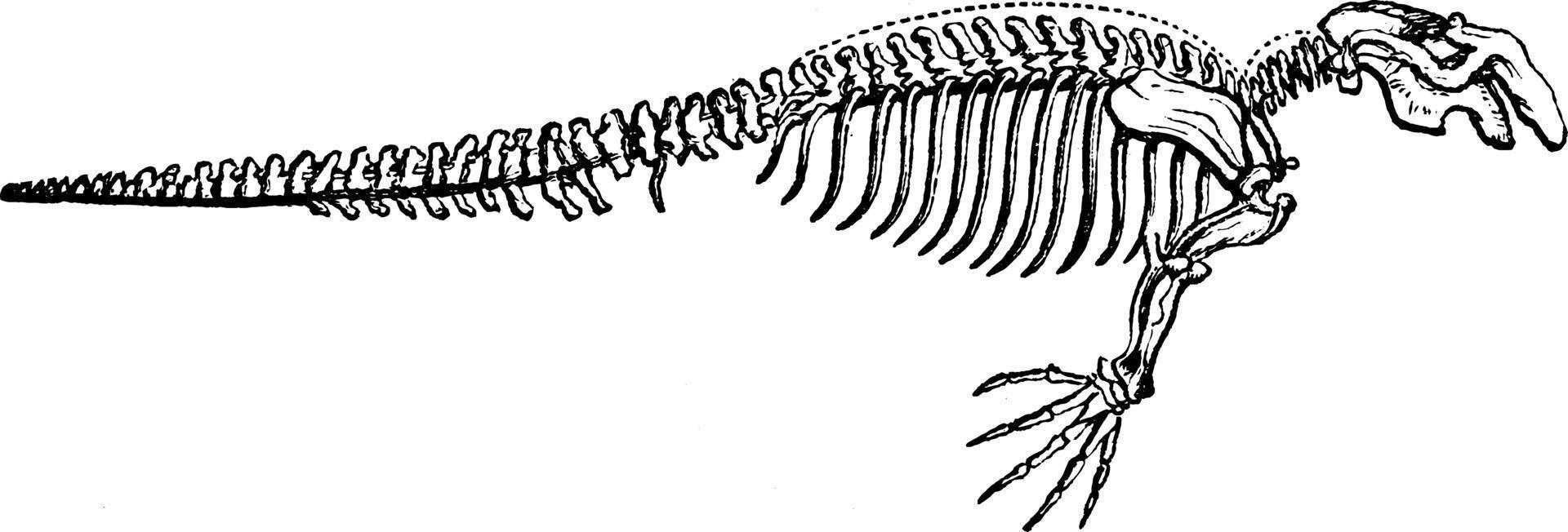 esqueleto del dugongo, ilustración antigua. vector