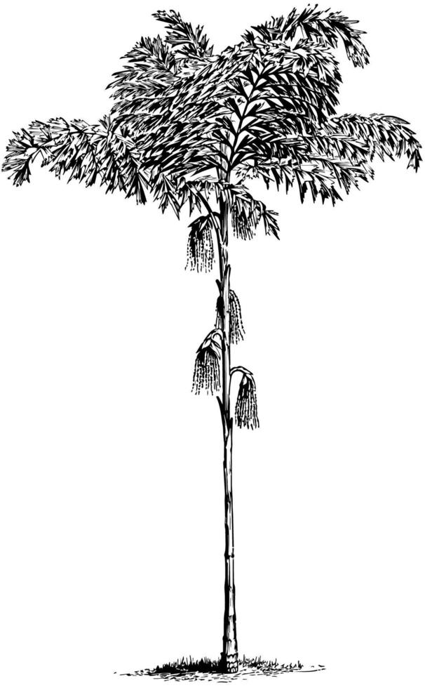 Caryota Sobolifera vintage illustration. vector