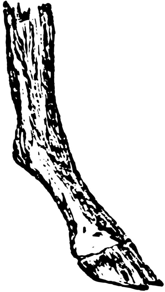 Compressed Foot, vintage illustration. vector
