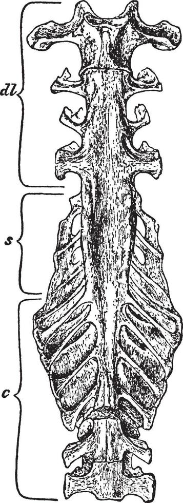 Fowl Sacrum, vintage illustration. vector