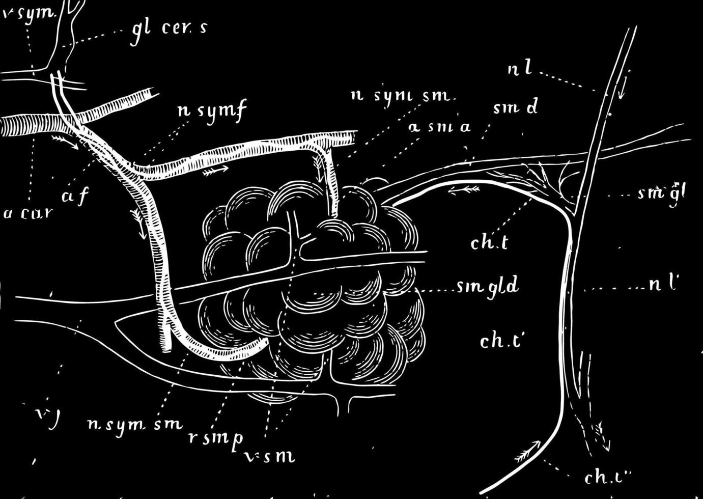 glándula submaxilar de perro con nervios y vasos sanguíneos, ilustración antigua. vector