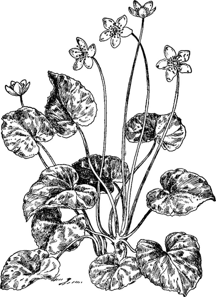 D. Repens vintage illustration. vector