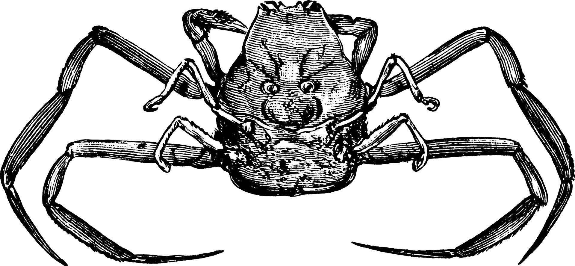 Mask Crab, vintage illustration. vector