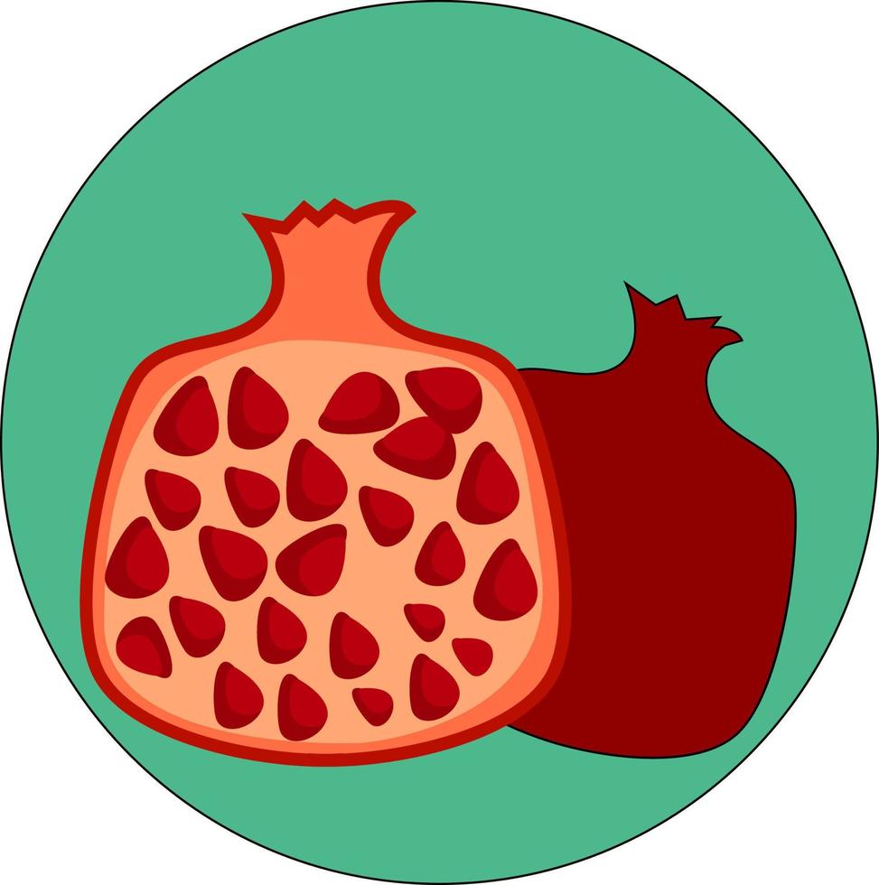 fruta de granada, ilustración, vector sobre fondo blanco.