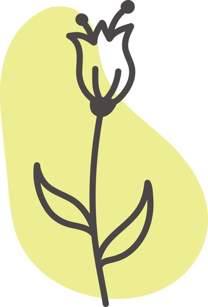 Calla lili flor, ilustración, vector sobre fondo blanco.