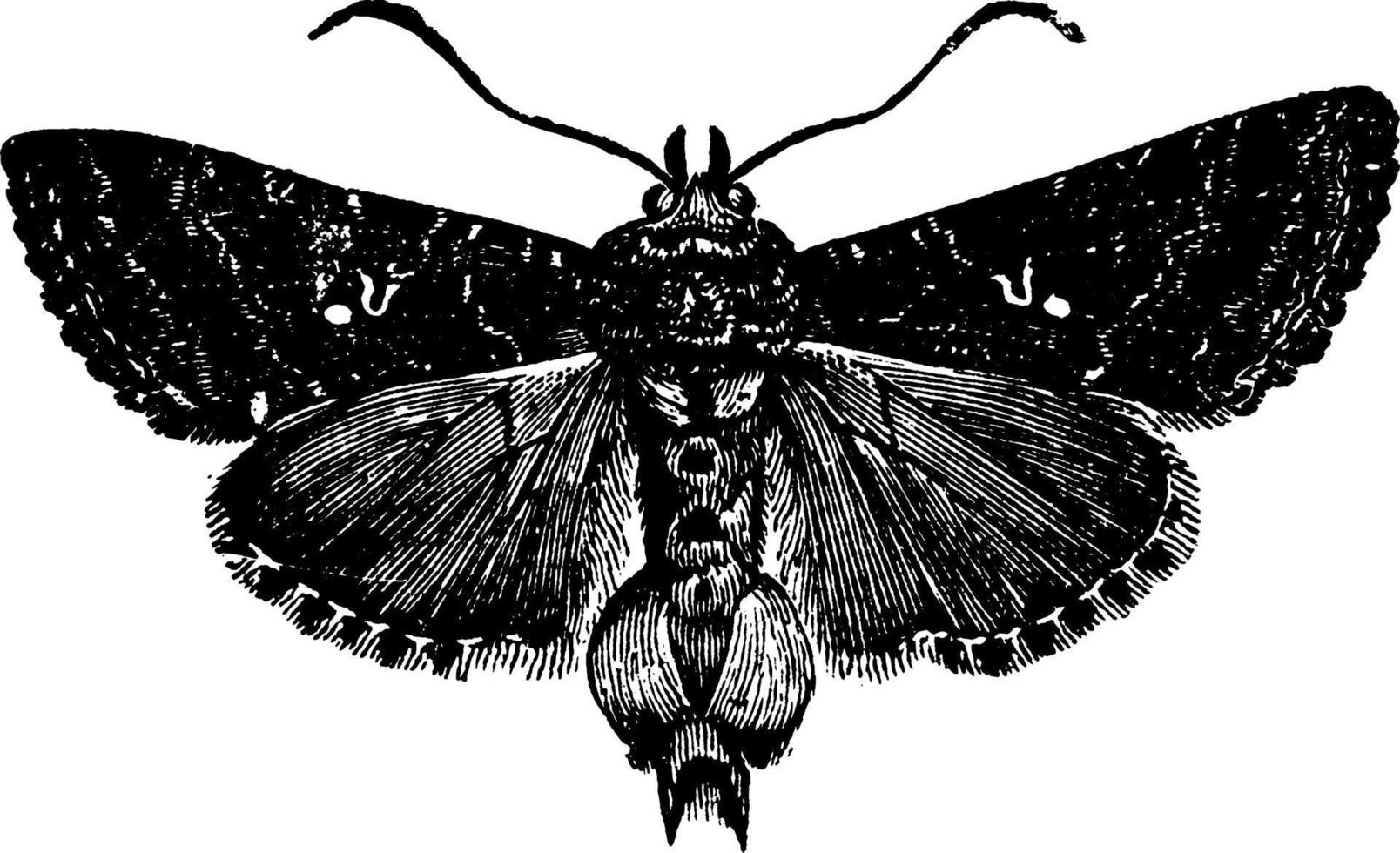 Plusia Moth, vintage illustration. vector