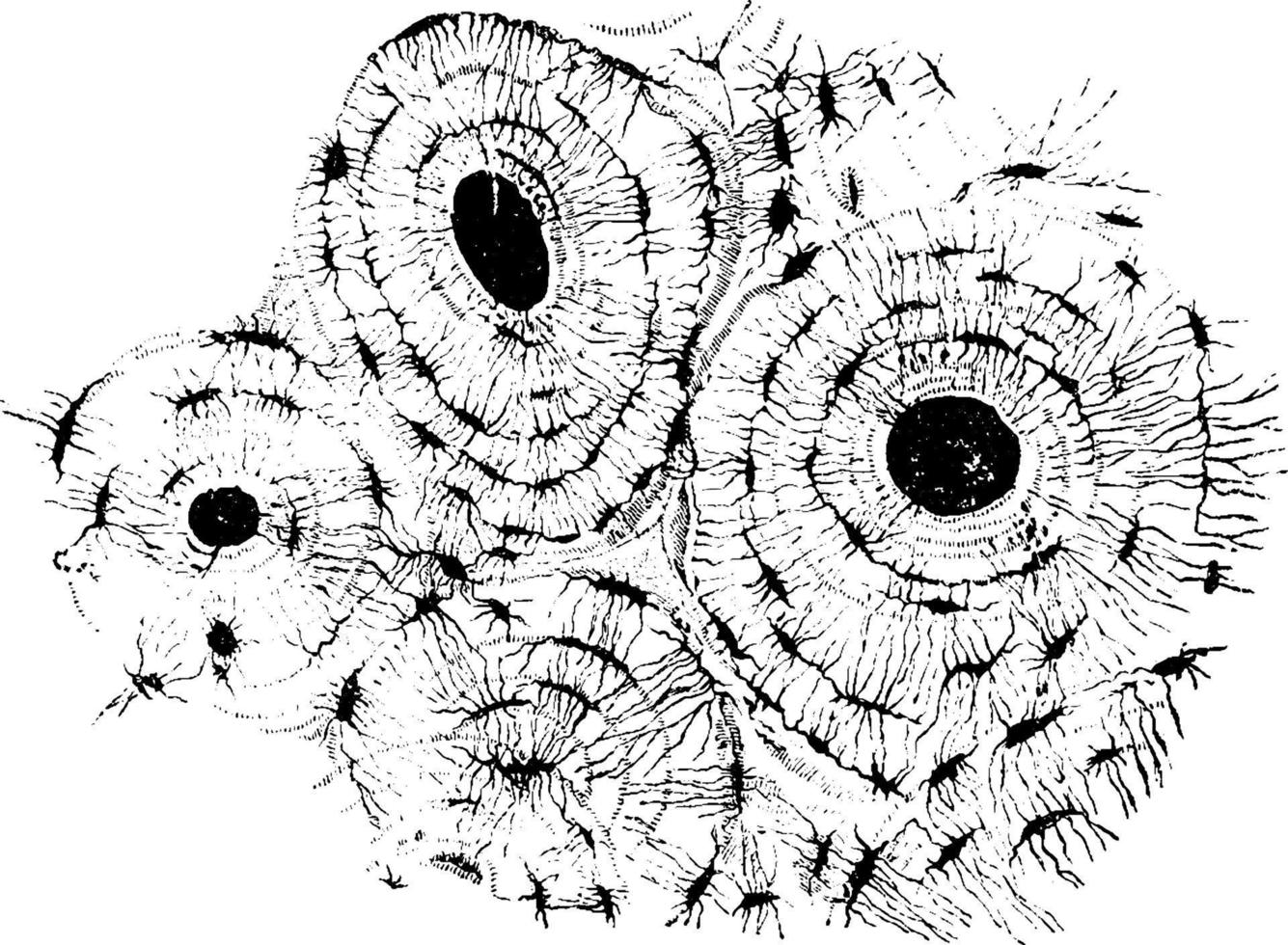 Microscopic Structure of Bone, vintage illustration. vector