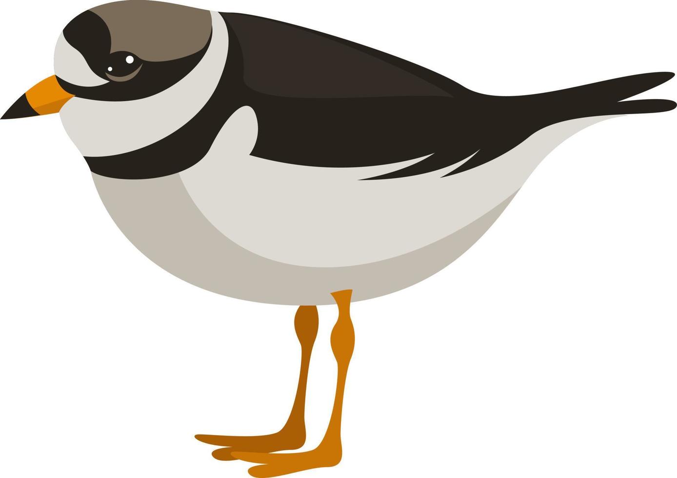 Collared plover, illustration, vector on white background.