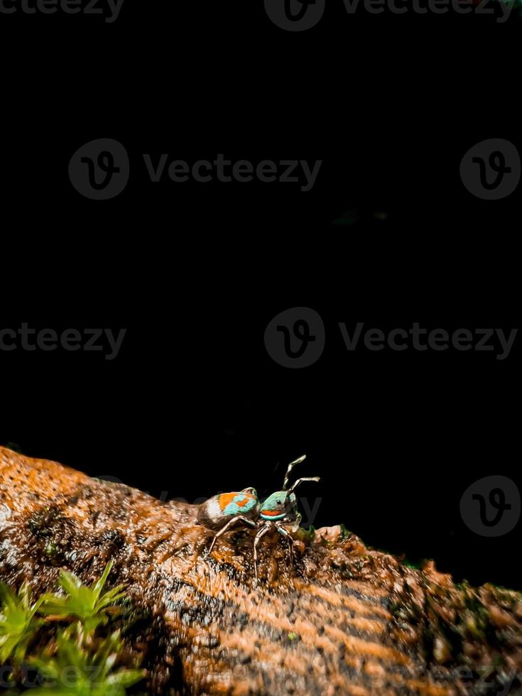 Colourful spider on a branch. photo