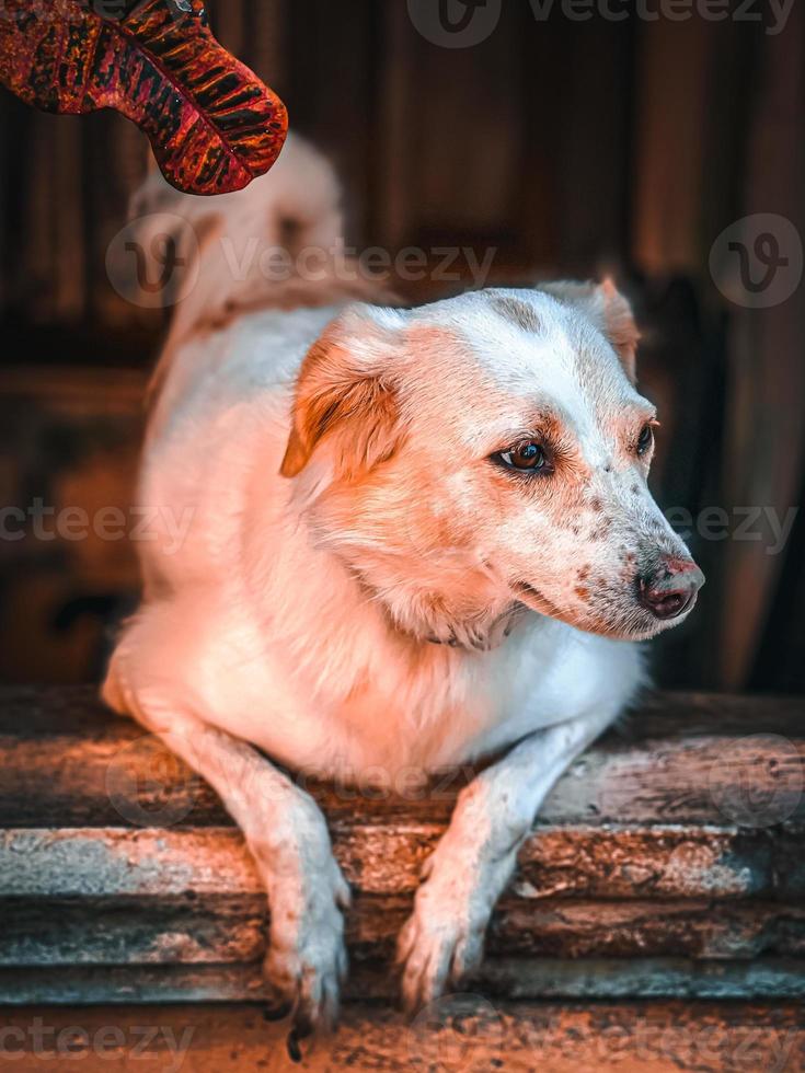 Portrait of a dog. photo