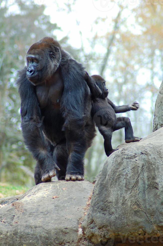 Monkeys on rocks photo