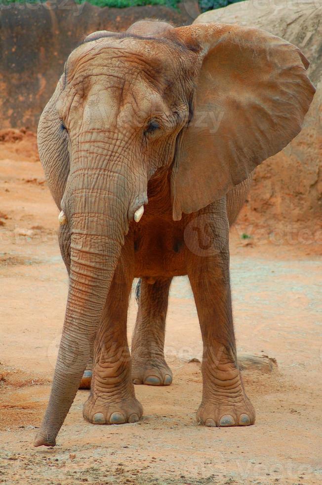 vista de un elefante foto