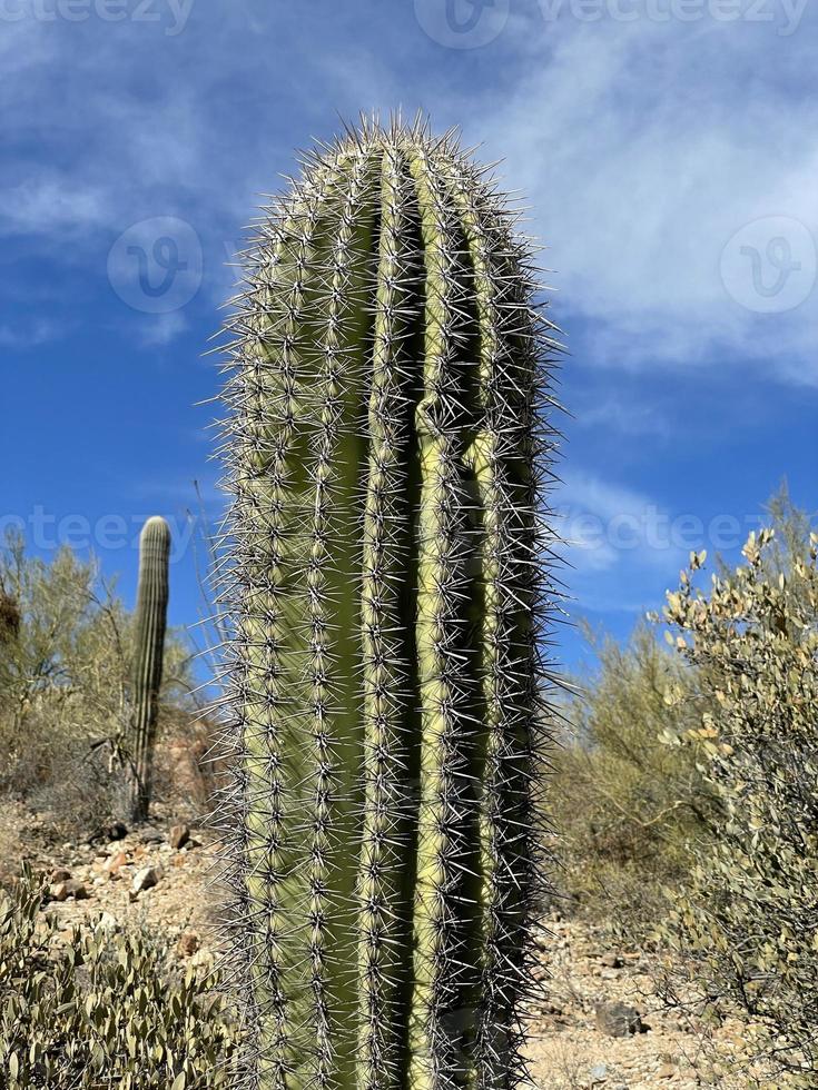 Arizona cactus view photo