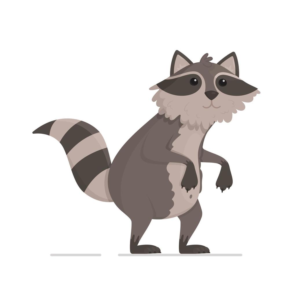 Beautiful raccoon with relaxed paws standing isolated on white background. vector