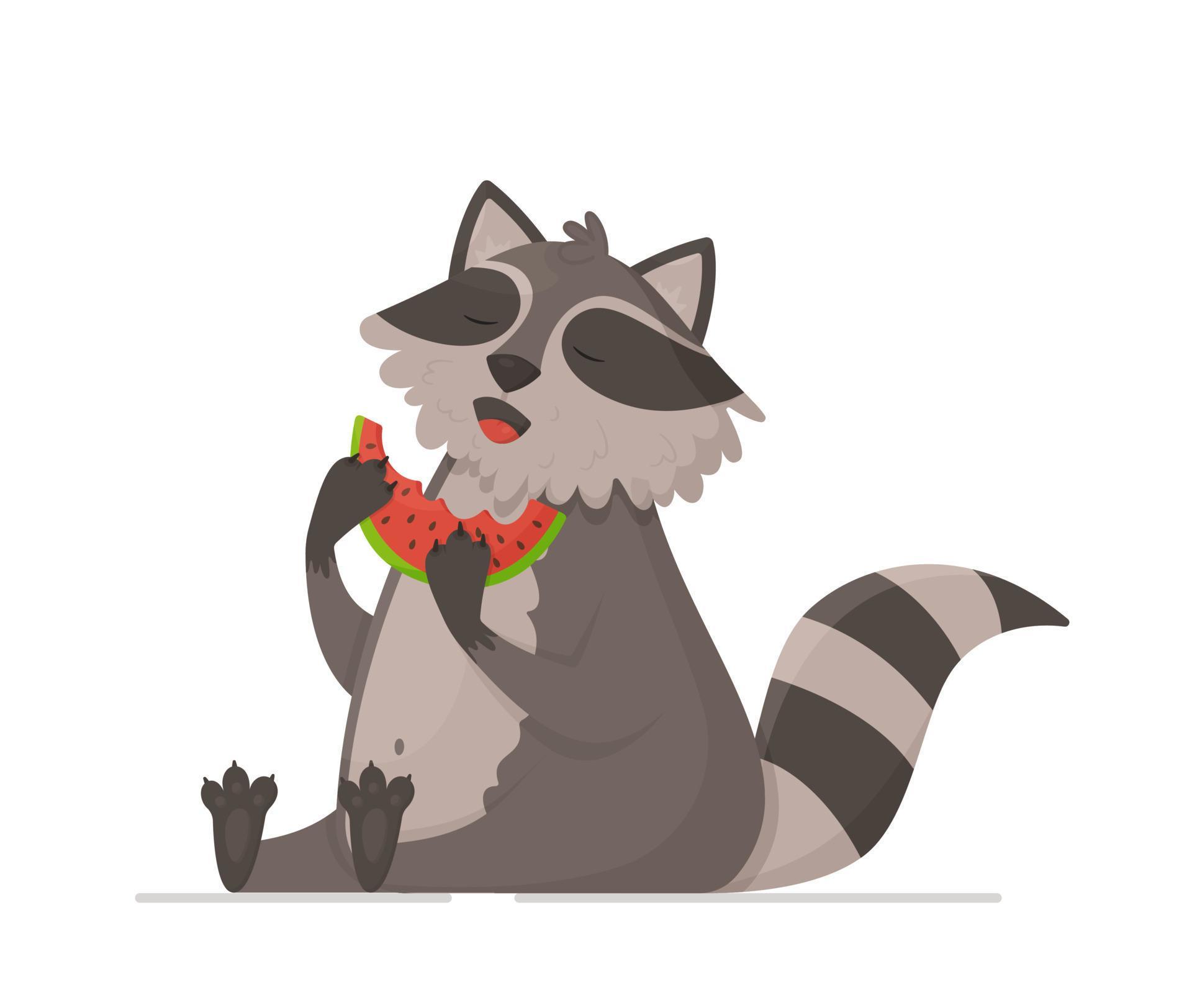 Cute raccoon eating watermelon on white background. 13567045 Vector Art