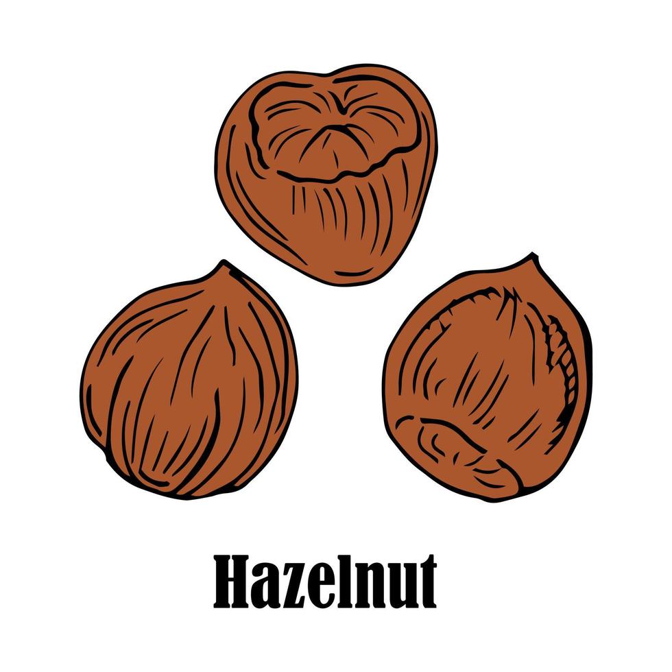 Vector hand drawn hazelnut for template label, packing and emblem farmer market design. Retro sketch