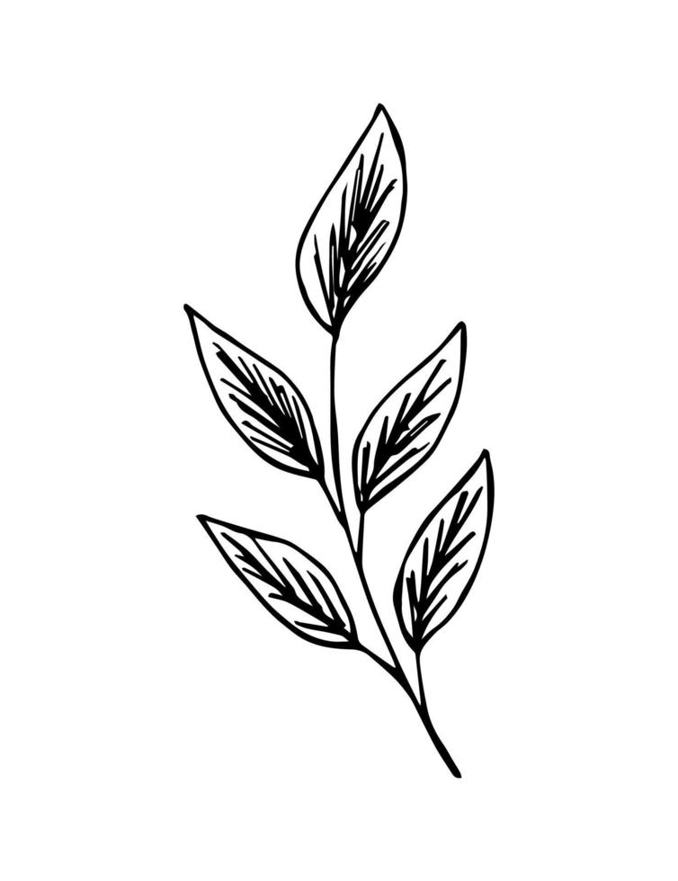 dibujo vectorial dibujado a mano en contorno negro. rama con hojas aisladas sobre fondo blanco. elemento de la naturaleza, árbol, planta. vector