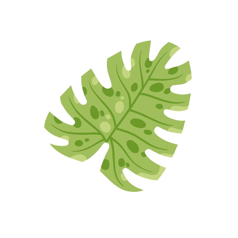 Monstera leaf. Geen houseplan, tropical plant for green print. Flat cartoon illustration isolated on white vector