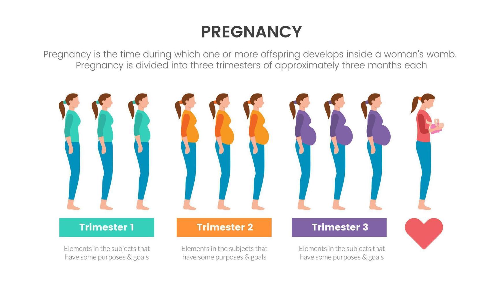 pregnancy infographic concept for slide presentation with 3 point list data information with trimester process pregnant vector