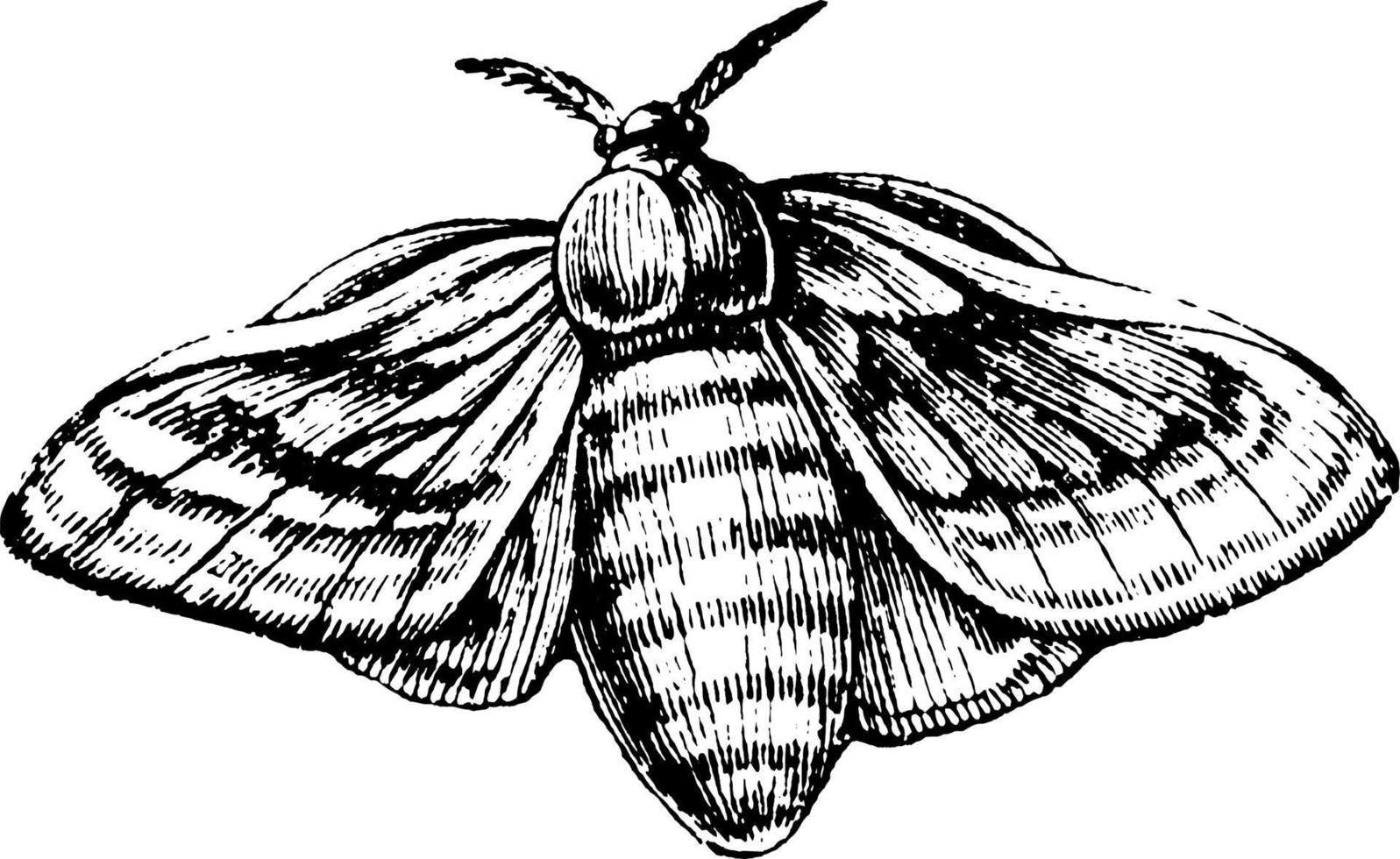 Silkworm, vintage illustration. vector