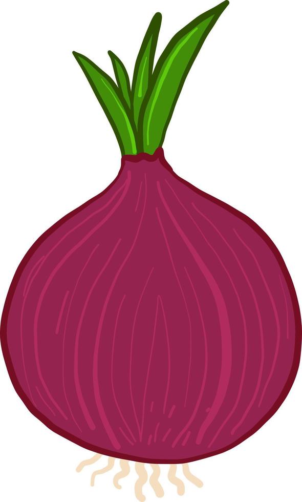 Red onion , illustration, vector on white background