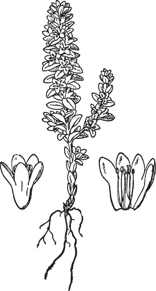 Glaux Maritima vintage illustration. vector