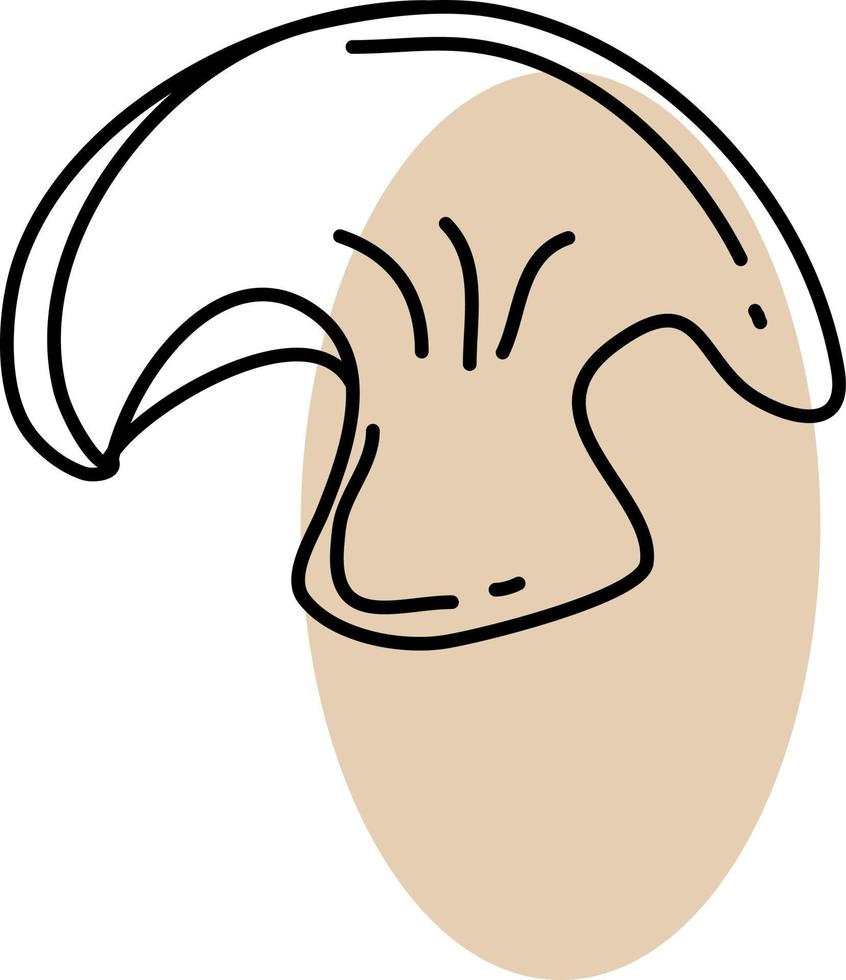 Oyster mushroom, illustration, vector on a white background
