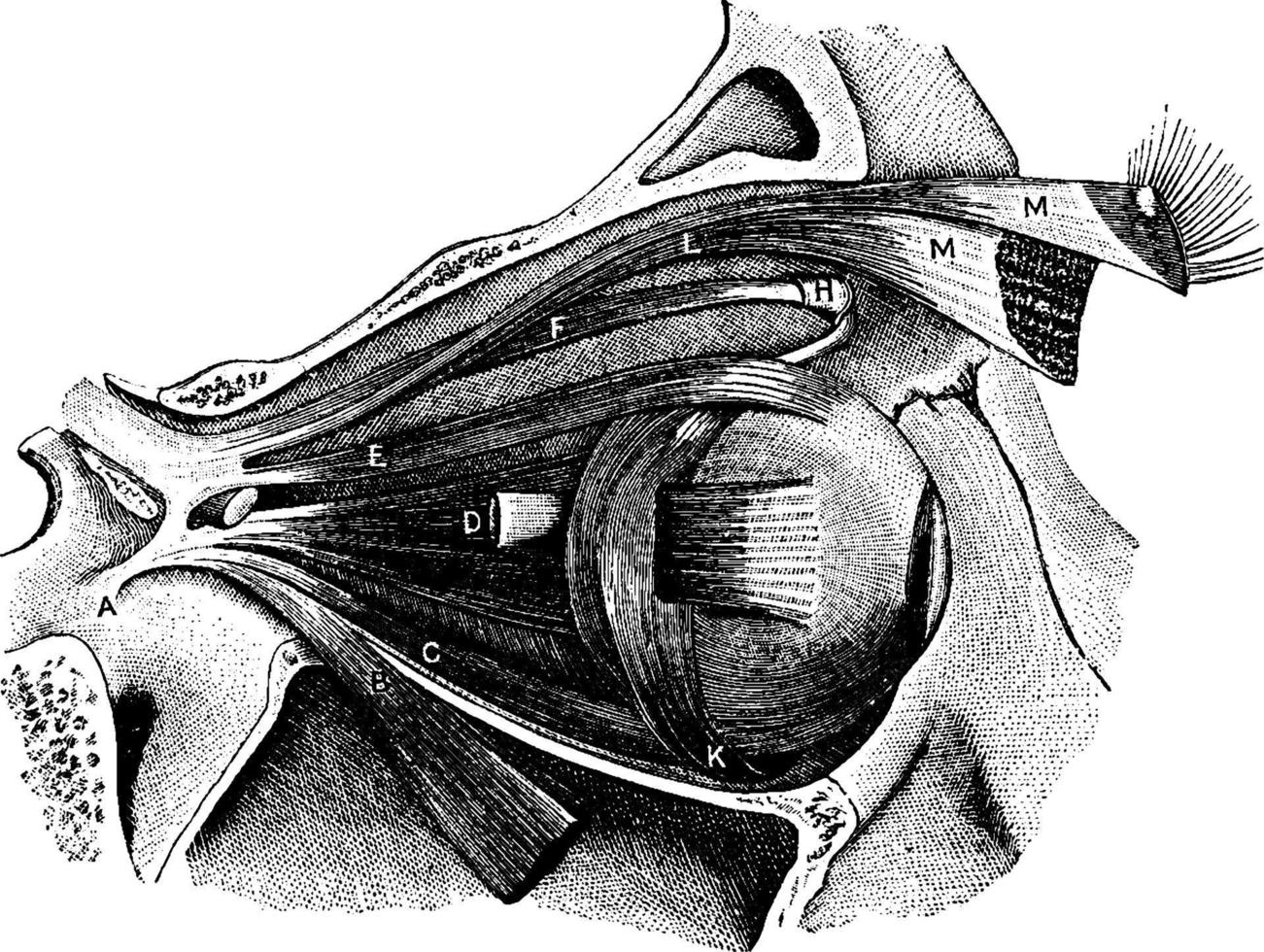 músculos del globo ocular, ilustración vintage. vector