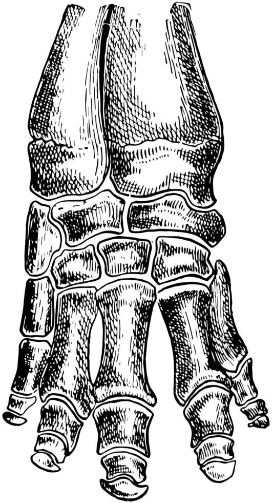 huesos de pie de elefante, ilustración vintage. vector