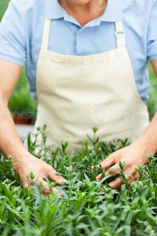 Making the world green. Cropped image of man in apron taking care of plants while standing in greenhouse photo