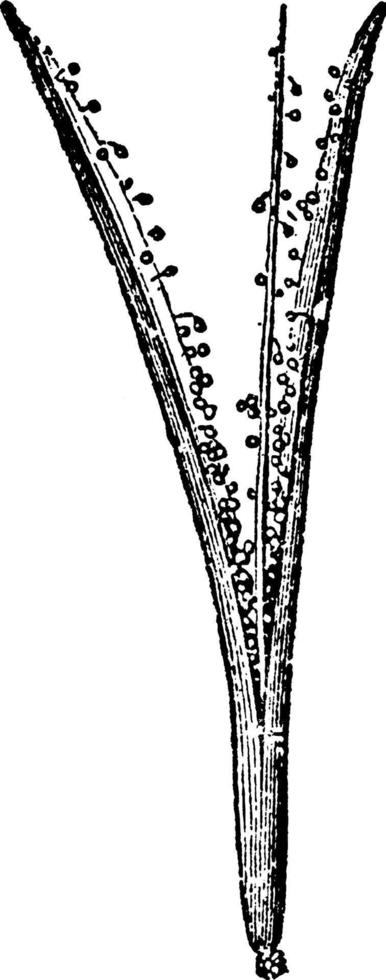 anthoceros, ilustración vintage de división de cápsula madura. vector