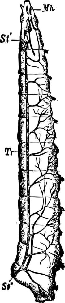 Tracheal System of Fly Larva vintage illustration. vector